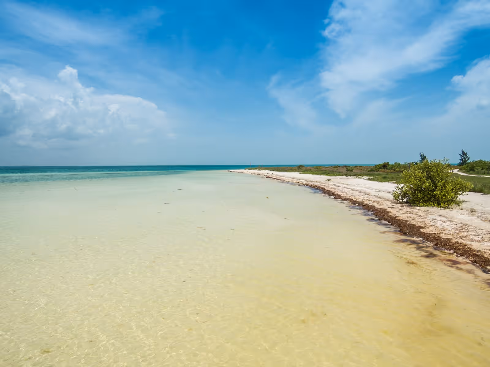 Bioluminescence in Holbox