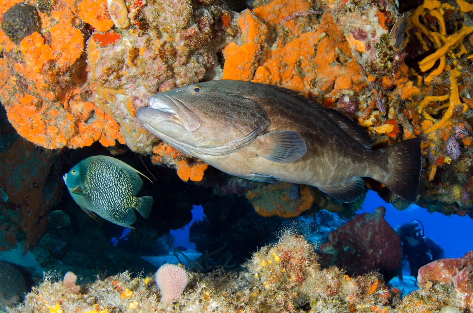 Diving in Cabo de Palos