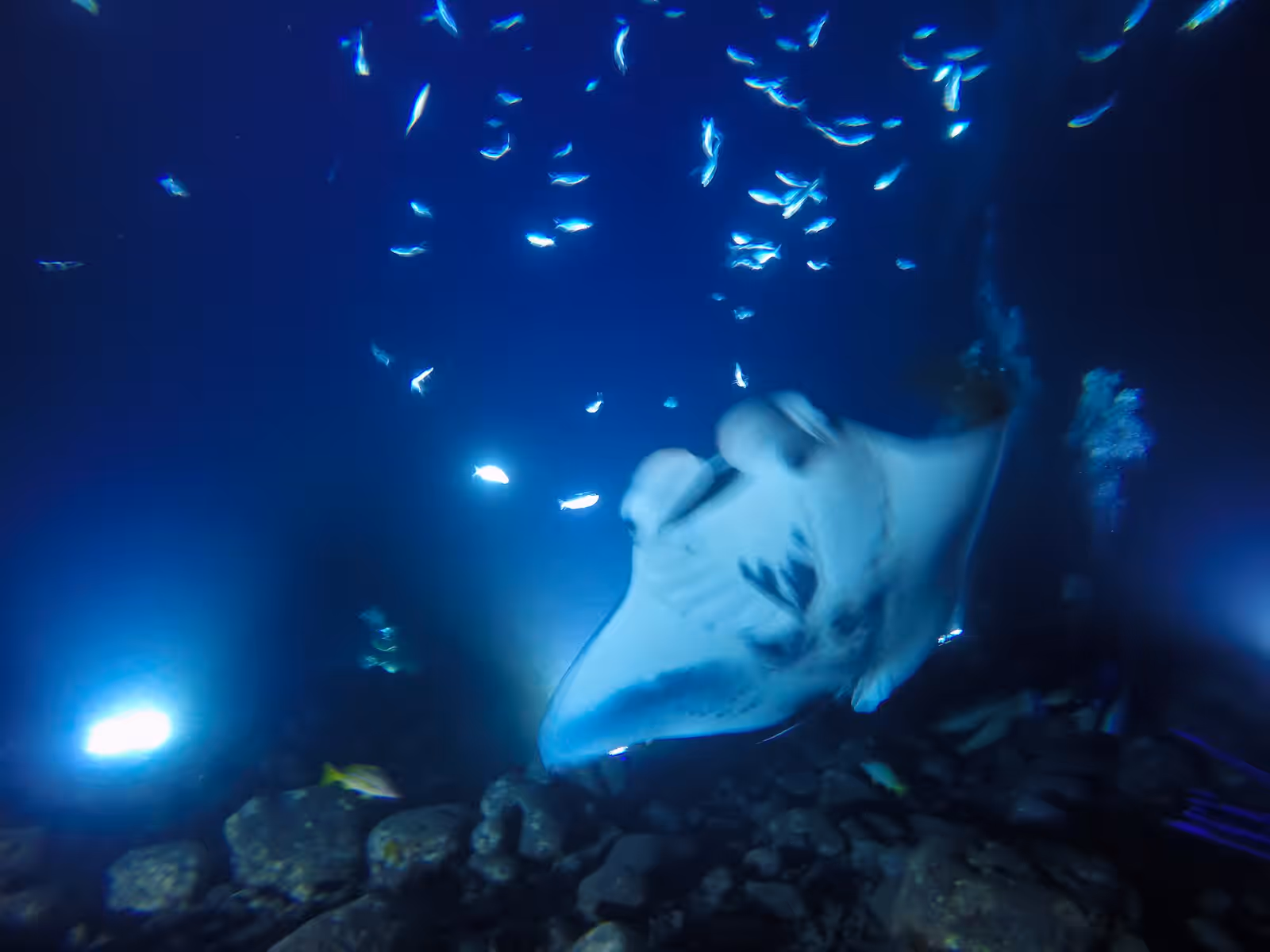 Diving in Kona