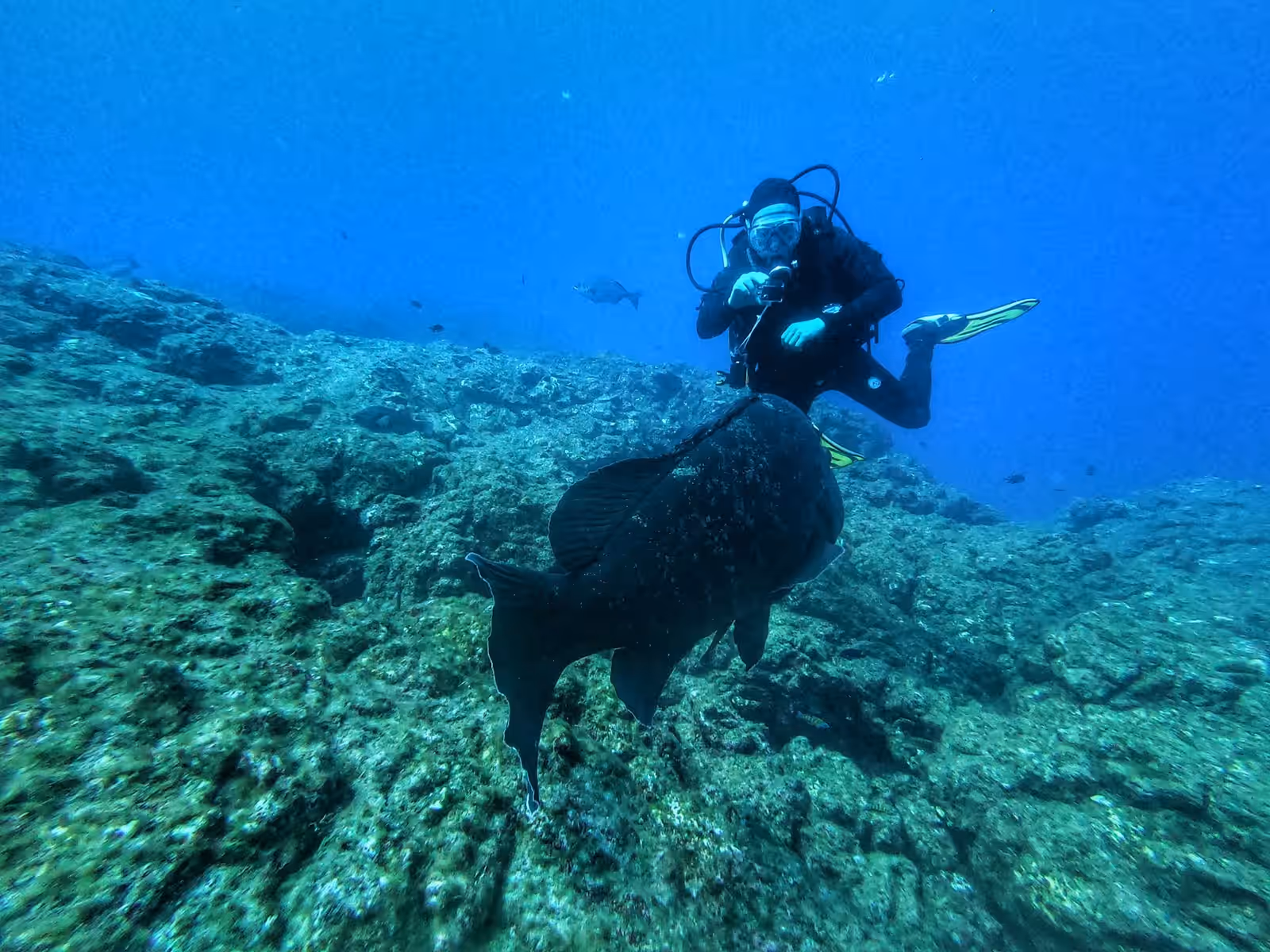 Diving in Lanzarote