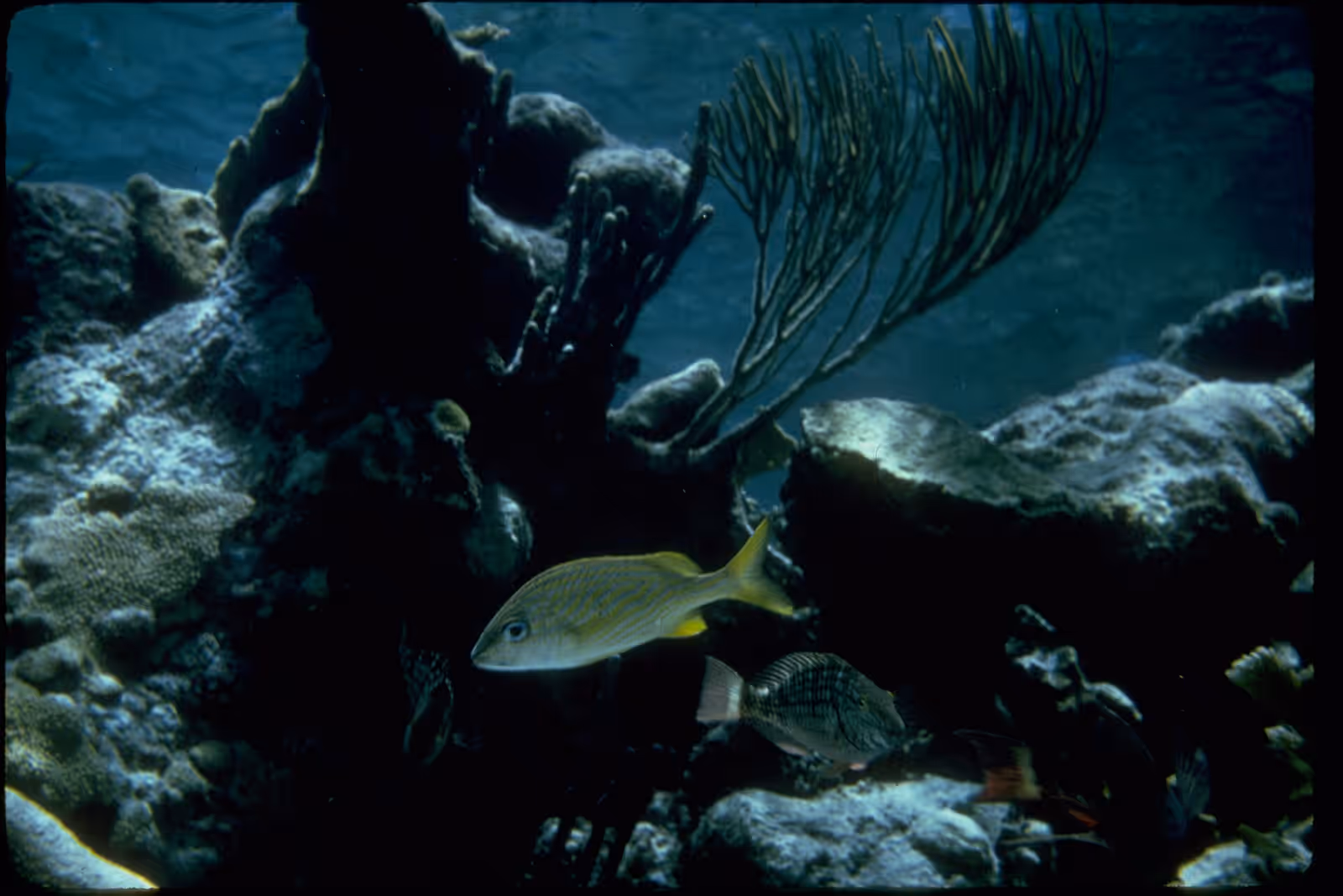 Diving in St. Croix