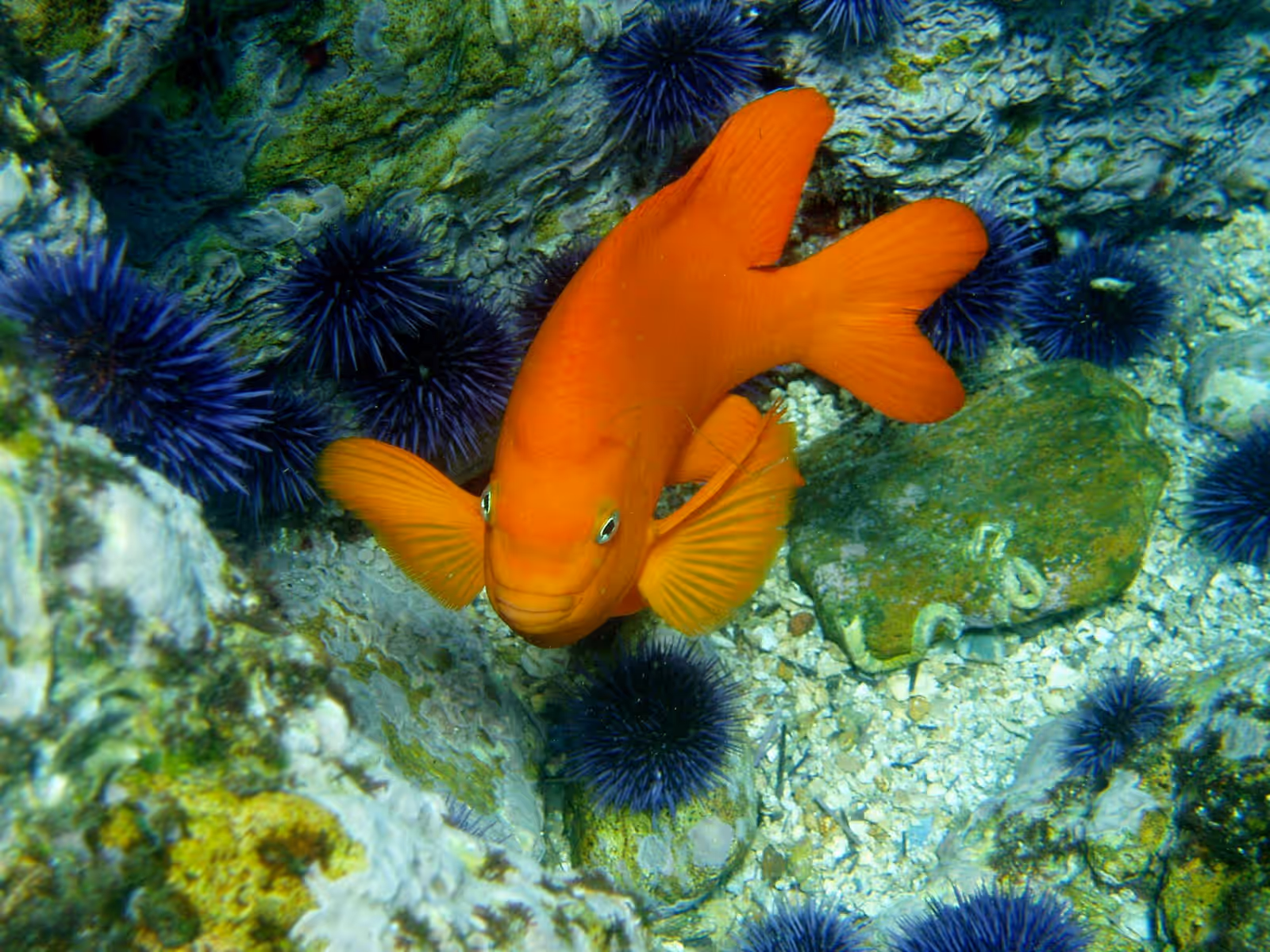 Diving in the Channel Islands