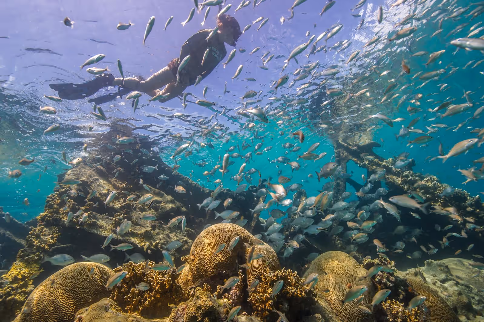 Diving in the Dry Tortugas