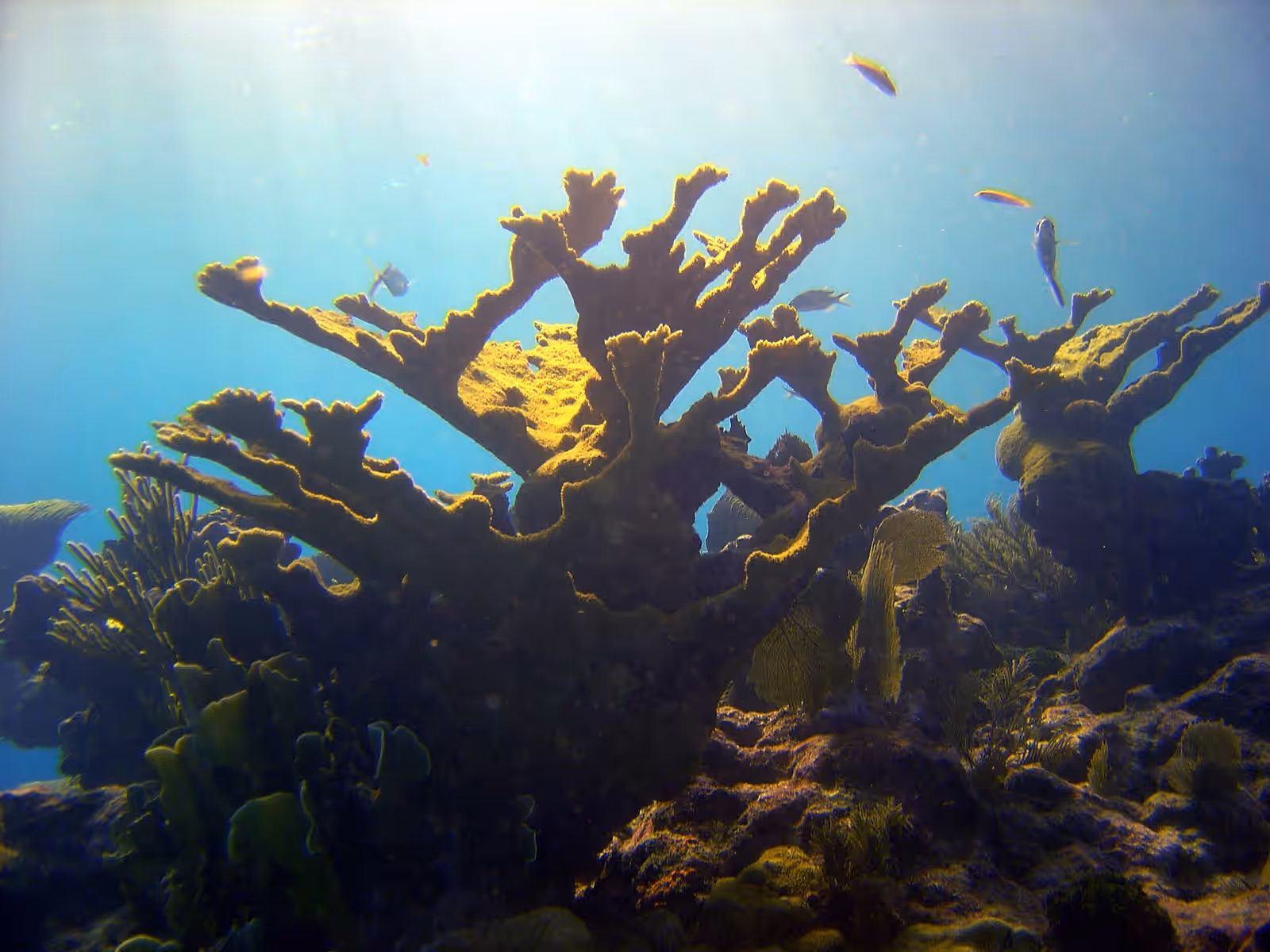 Diving in the Florida Keys