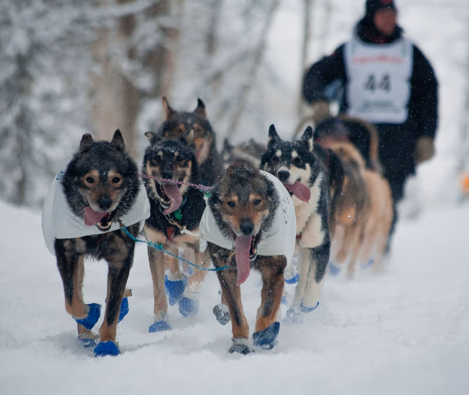 Dog sledding in the Iditarod Trail