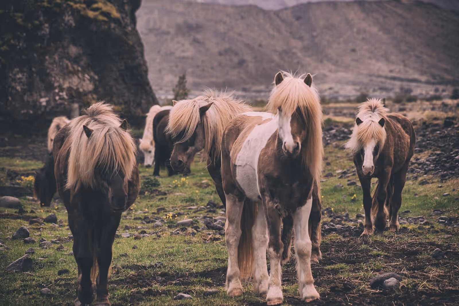 Horse riding in North Iceland