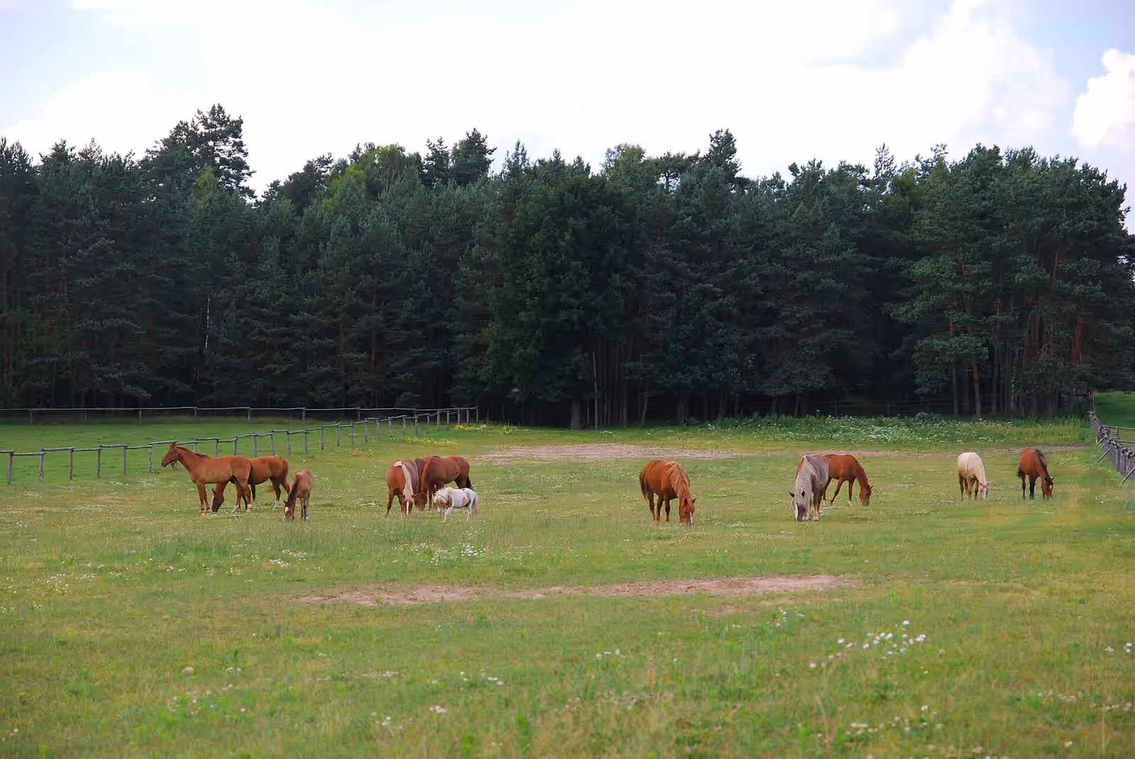 Horse riding in Podlasie
