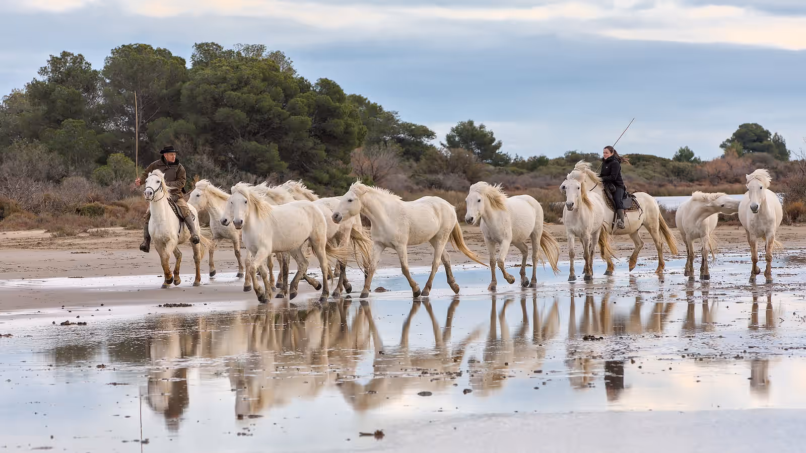 Horse riding in the Camargue