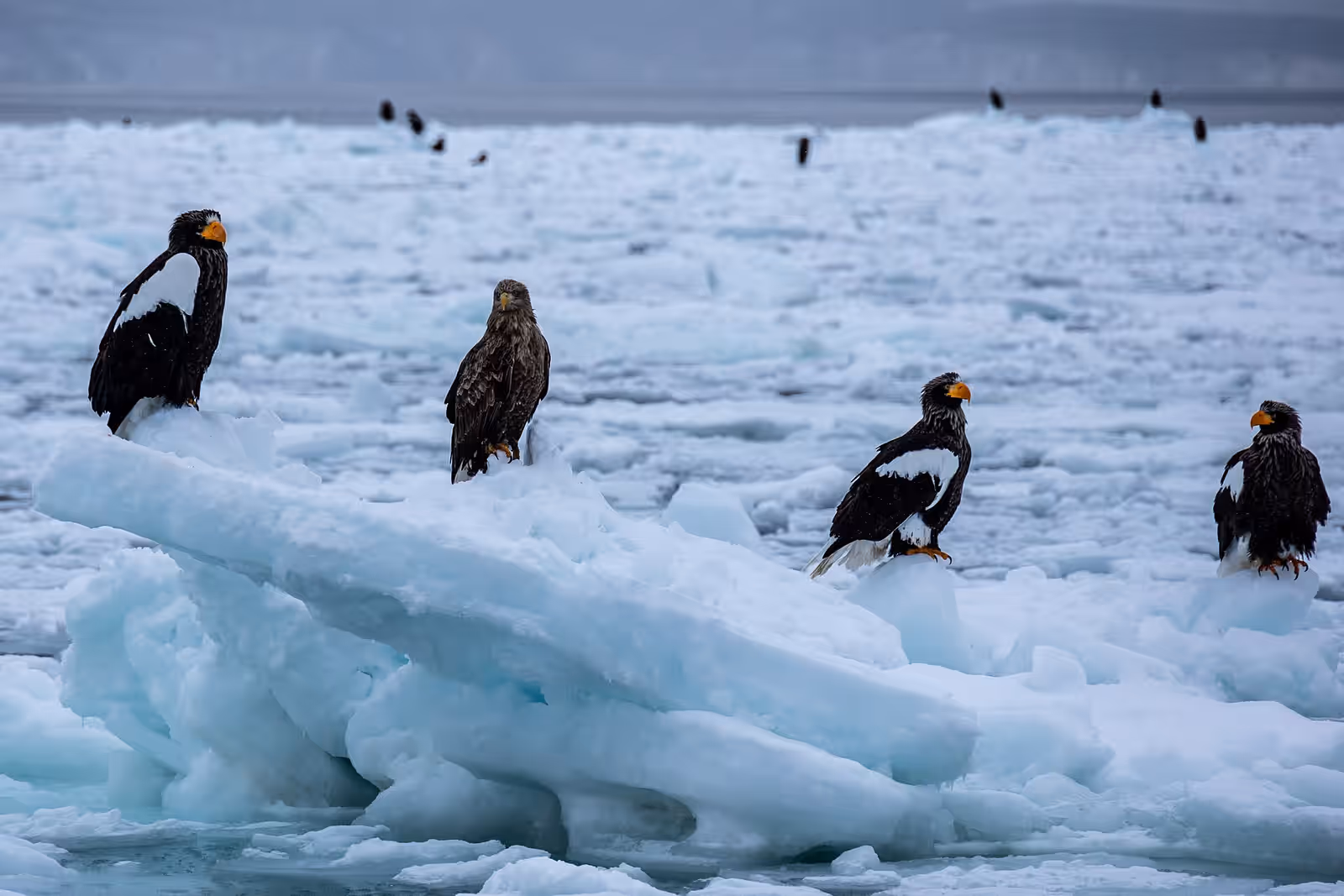 Ice walking in Shiretoko Peninsula