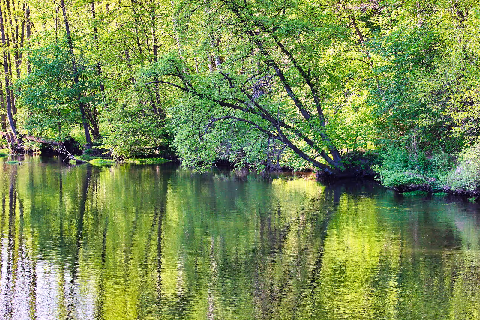 Kayaking in the Łyna