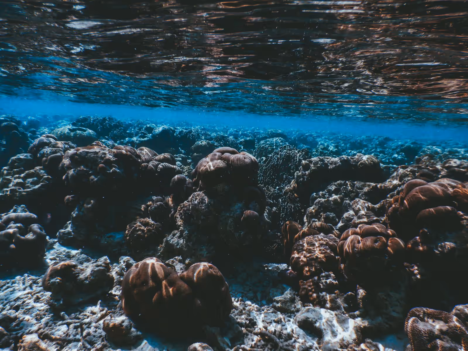Snorkelling in Ningaloo Reef