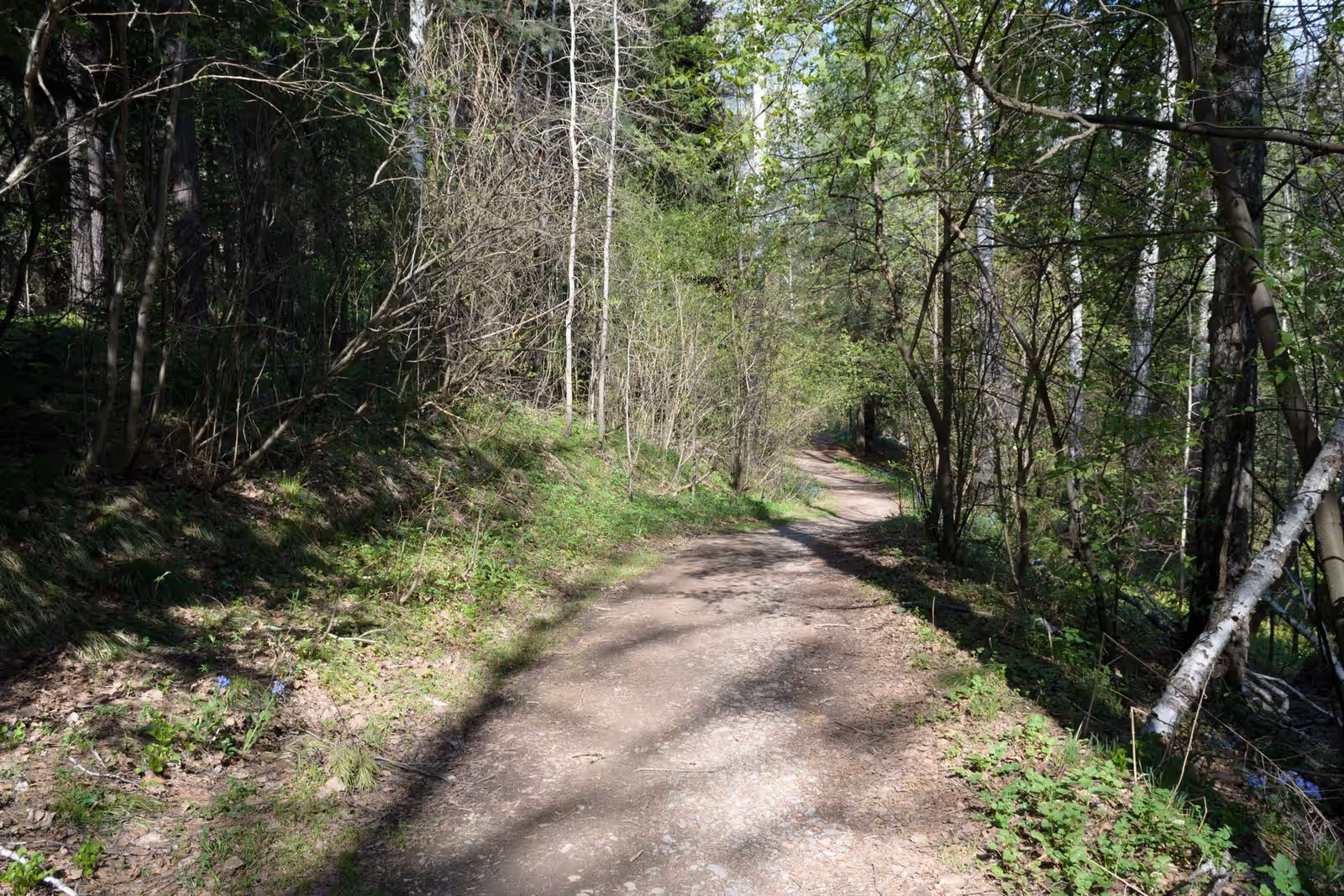 Trail running in Białowieża