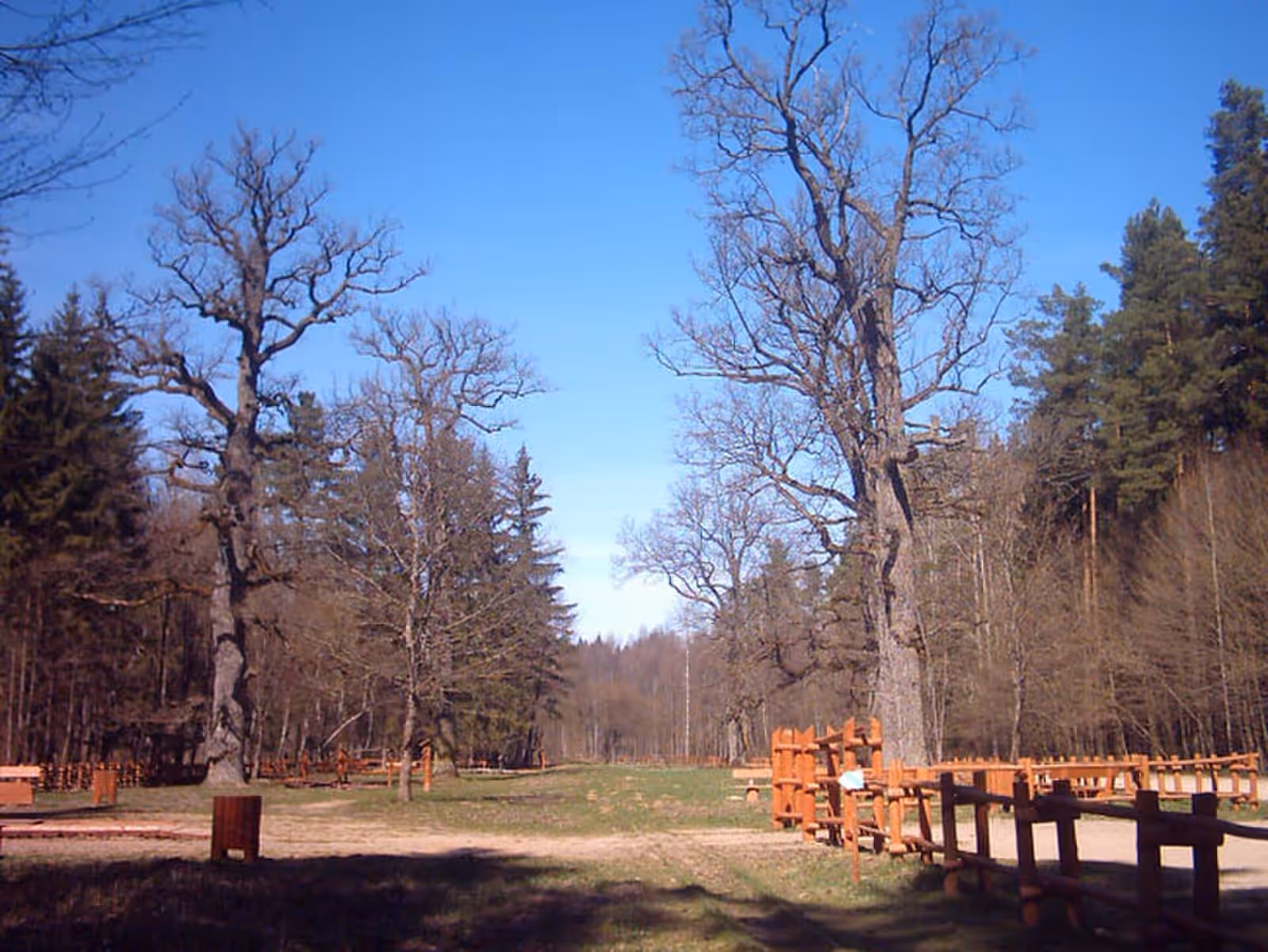 Trekking in Białowieża