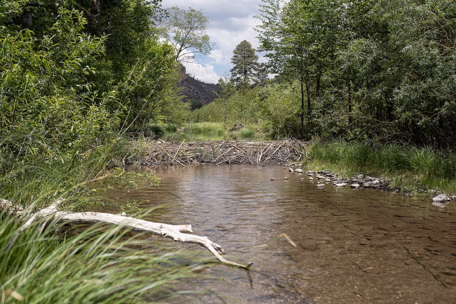 Trekking in the Gila Wilderness