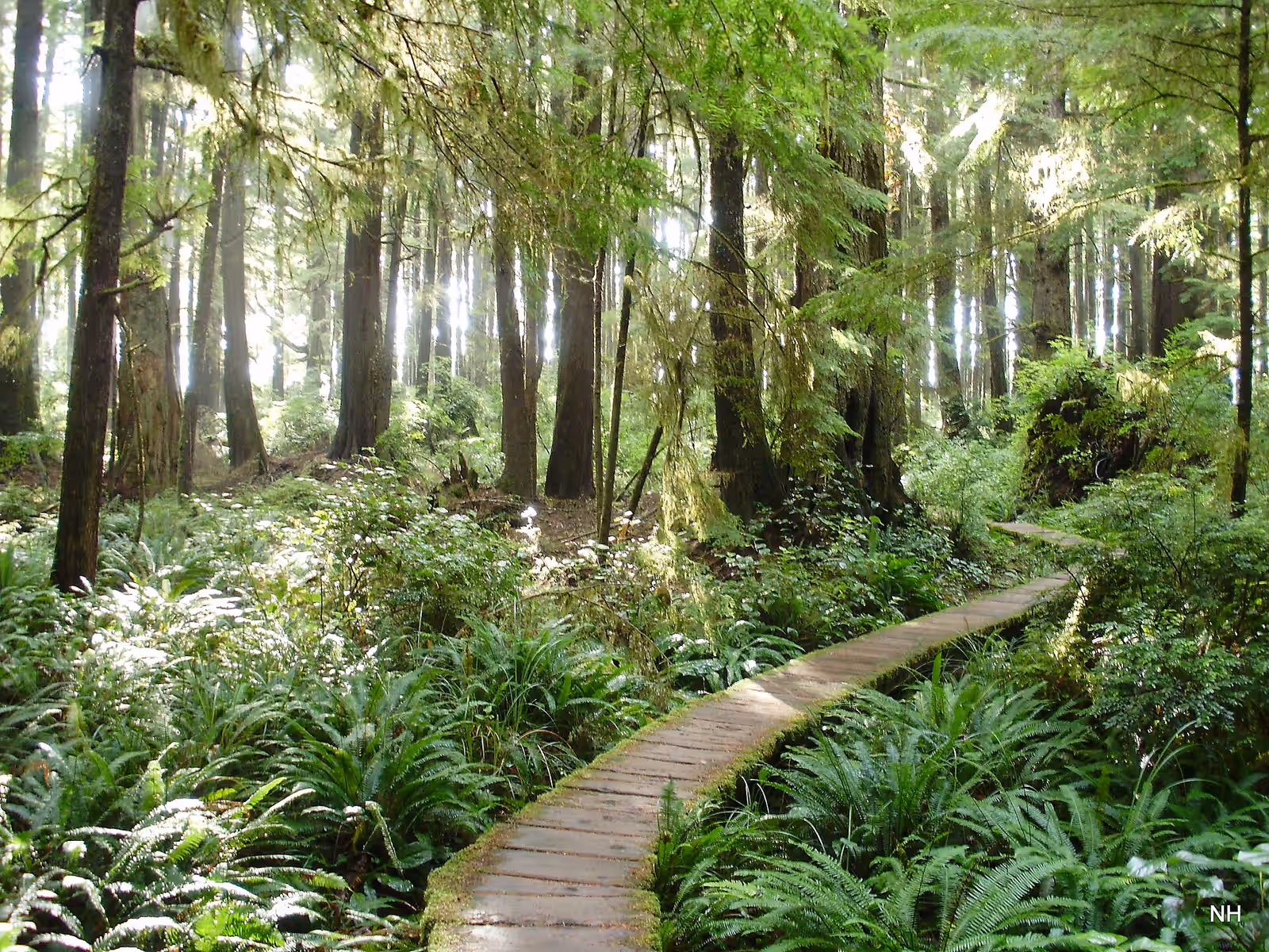 Trekking in the Olympic Coast