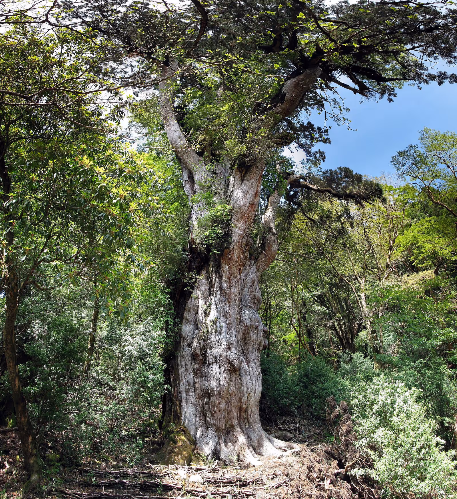 Trekking in Yakushima