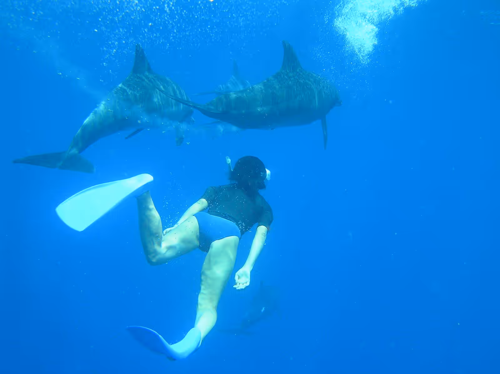 Wildlife swimming in Ogasawara Islands