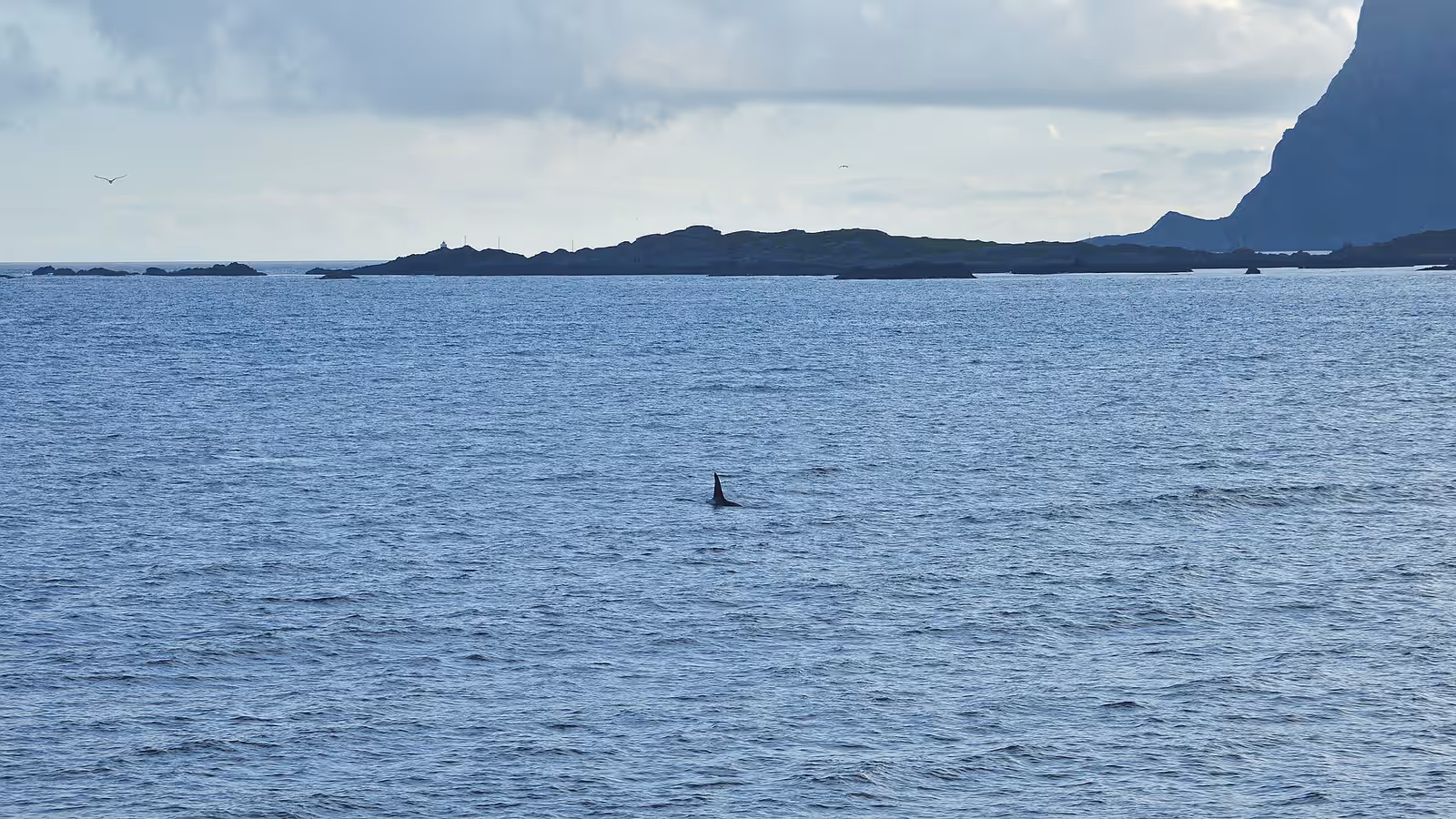 Wildlife swimming in Skjervøy
