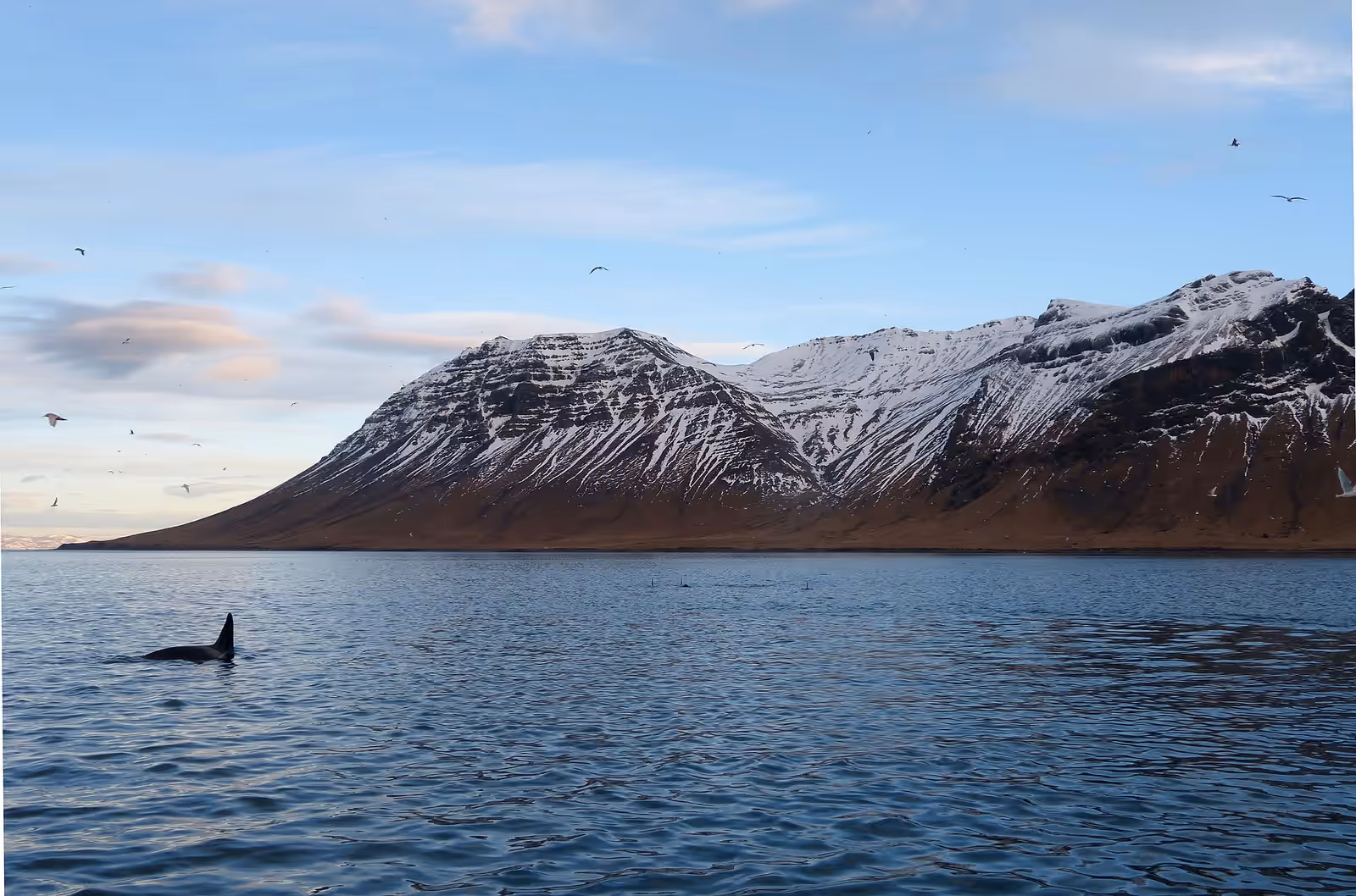 Wildlife swimming in Snæfellsnes