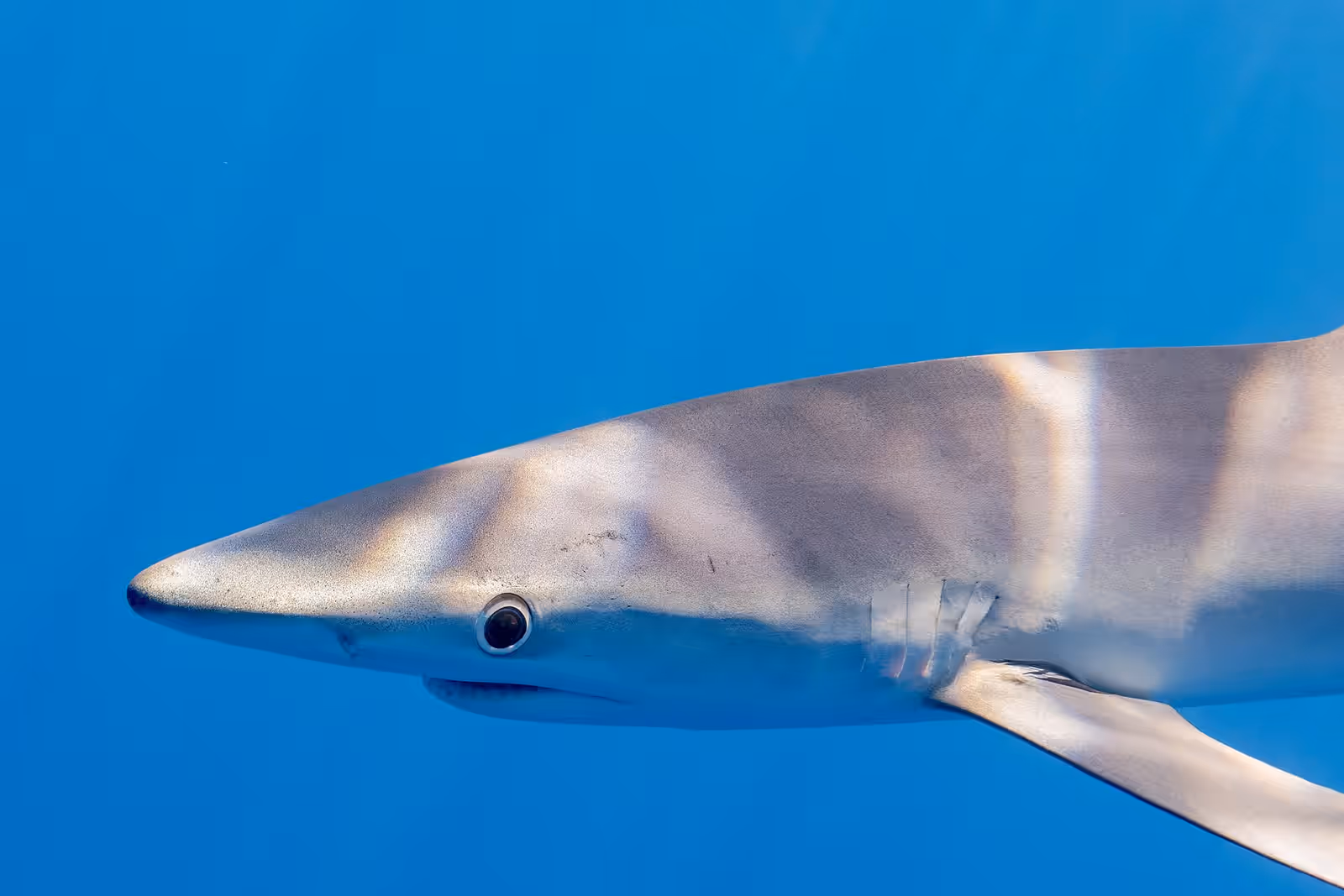 Wildlife swimming in the Azores
