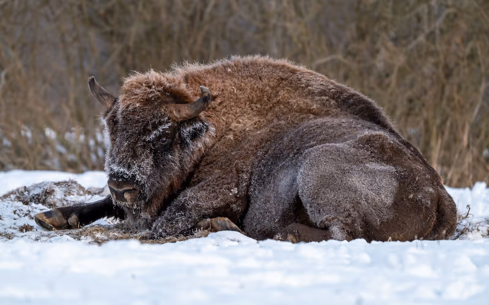 Wildlife watching in Białowieża