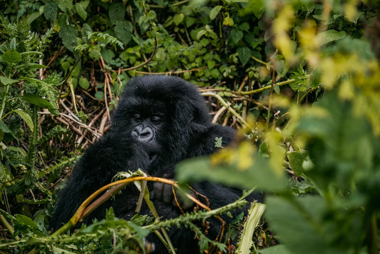 Wildlife watching in Bwindi Forest