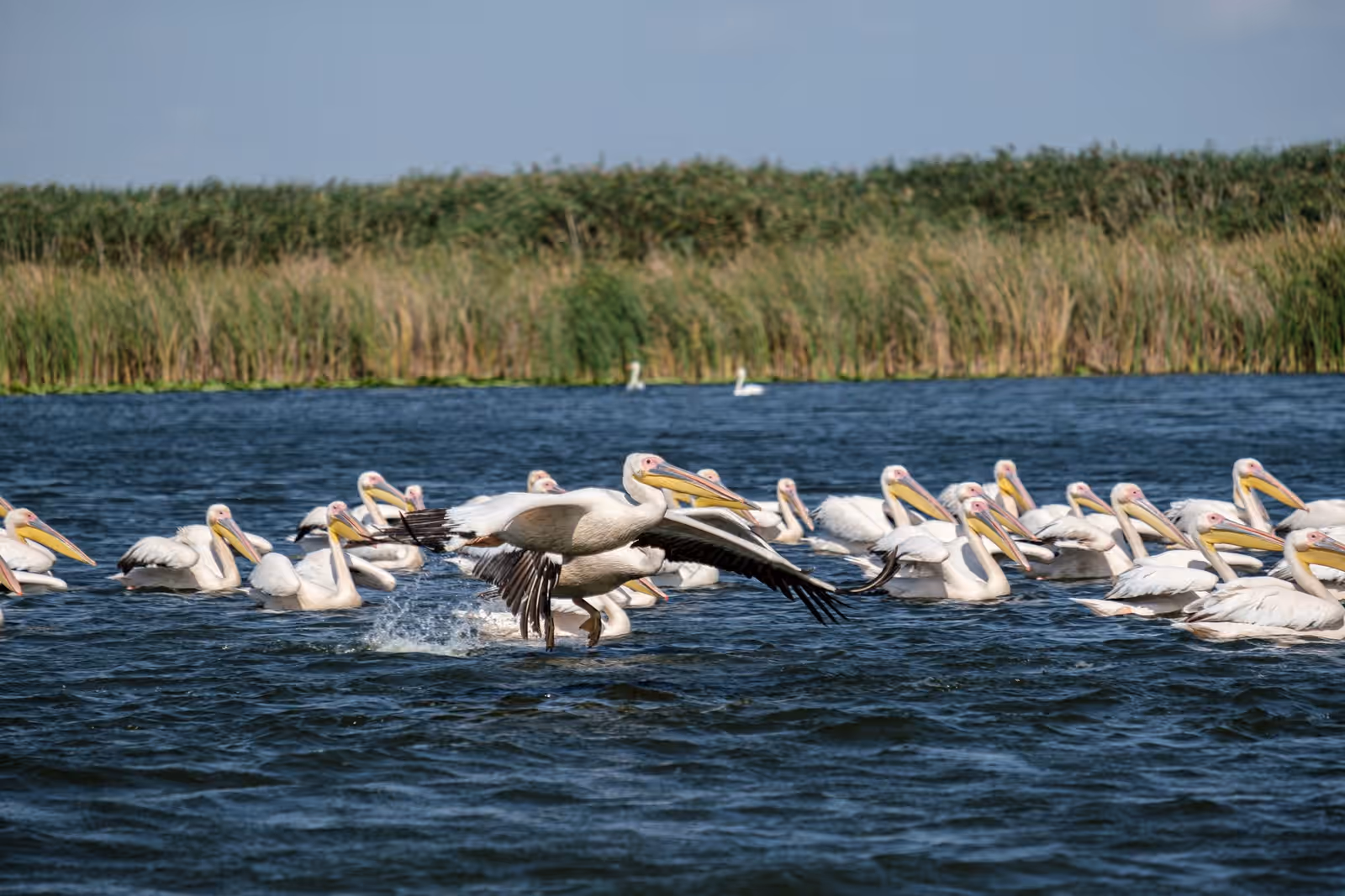 Wildlife watching in Danube Delta