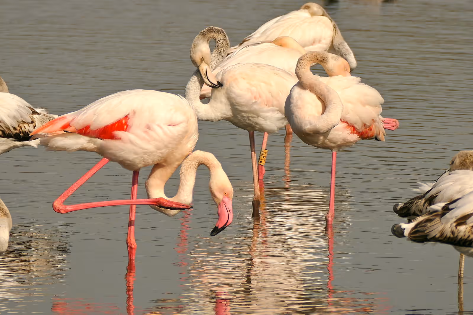 Wildlife watching in Doñana