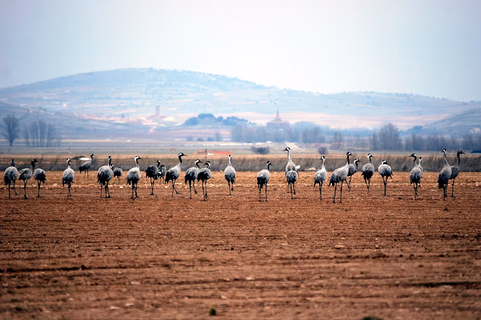Wildlife watching in Gallocanta