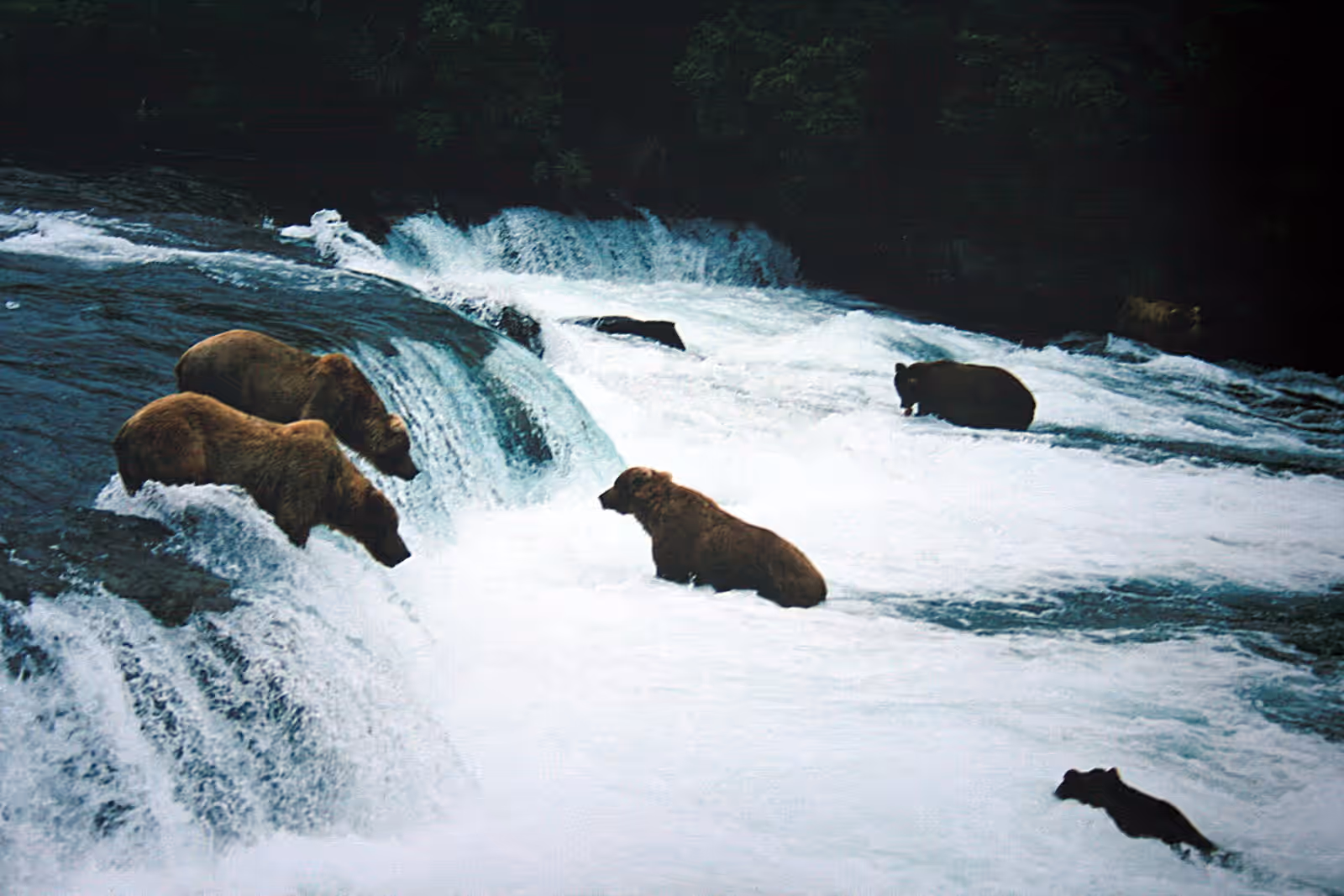 Wildlife watching in Katmai