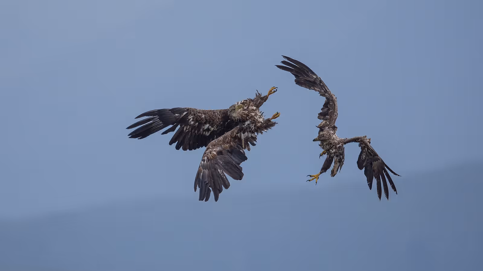 Wildlife watching in Lofoten