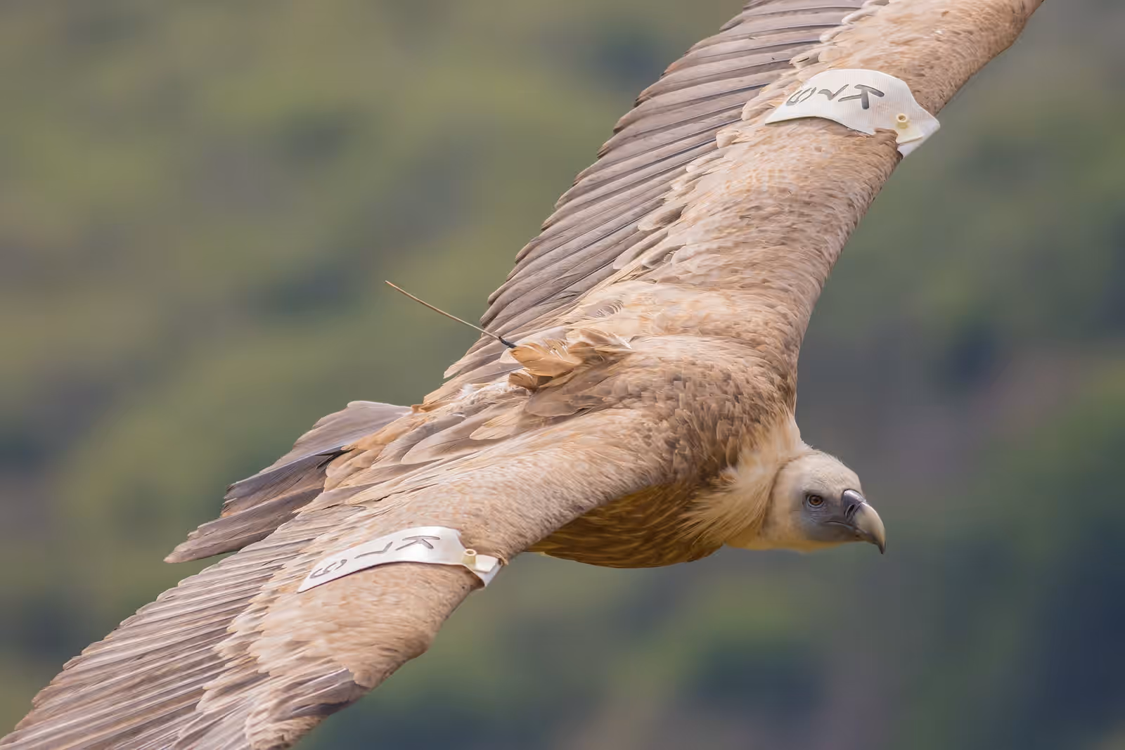 Wildlife watching in Monfragüe