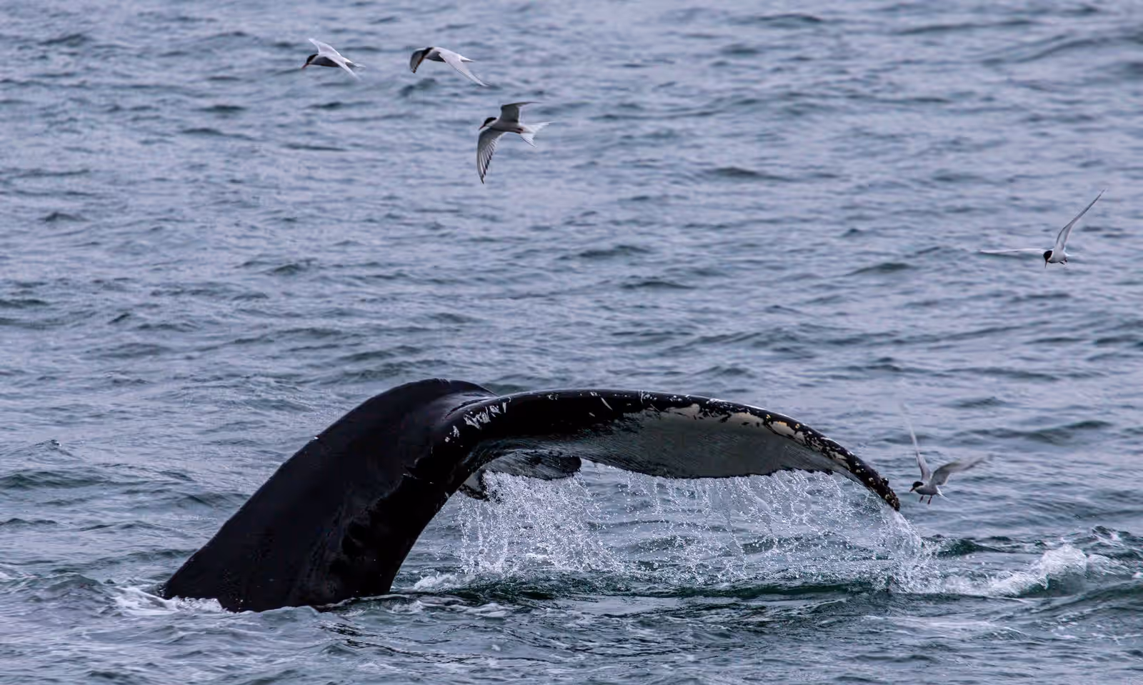 Wildlife watching in North Iceland