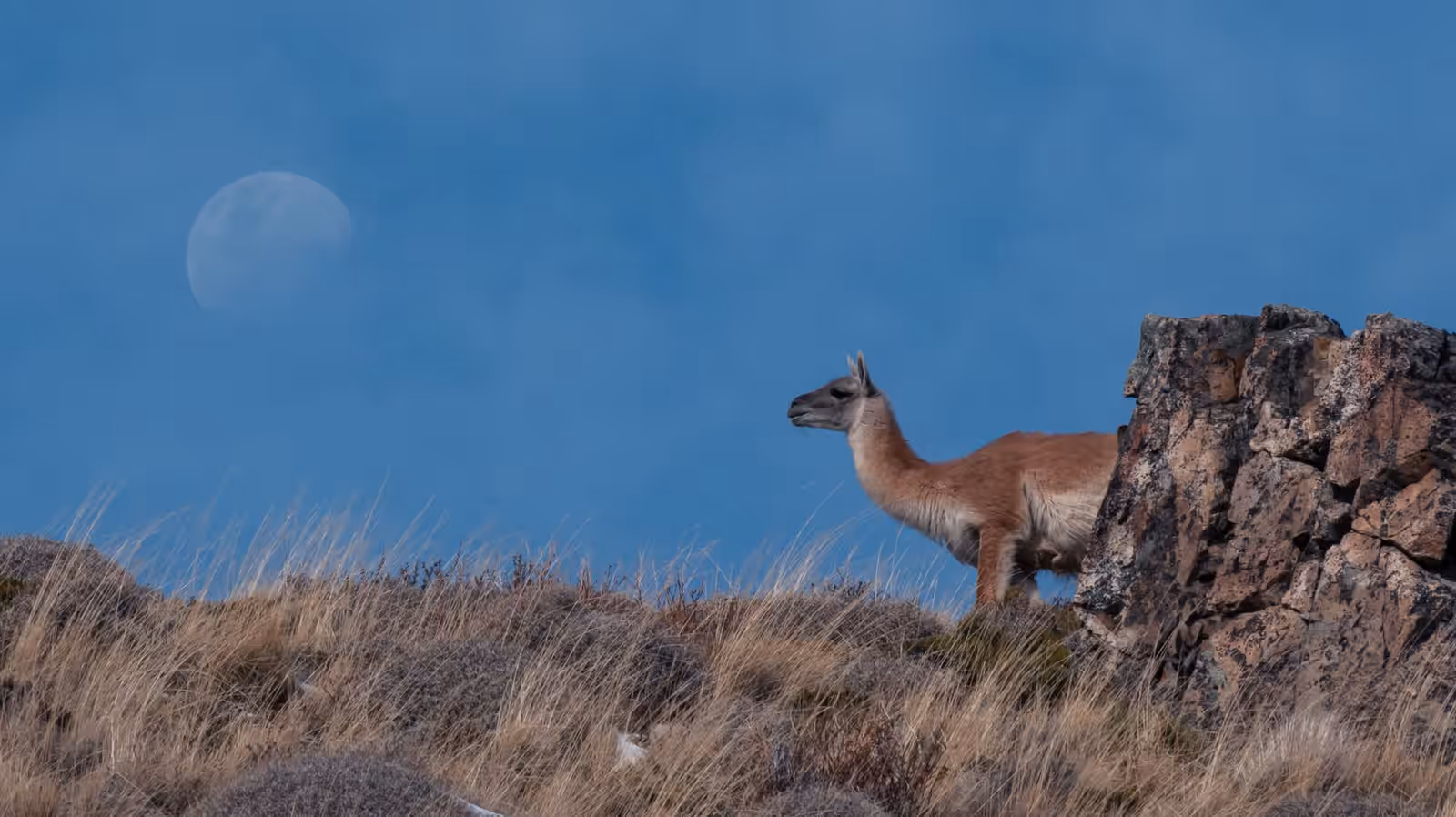 Wildlife watching in Patagonia