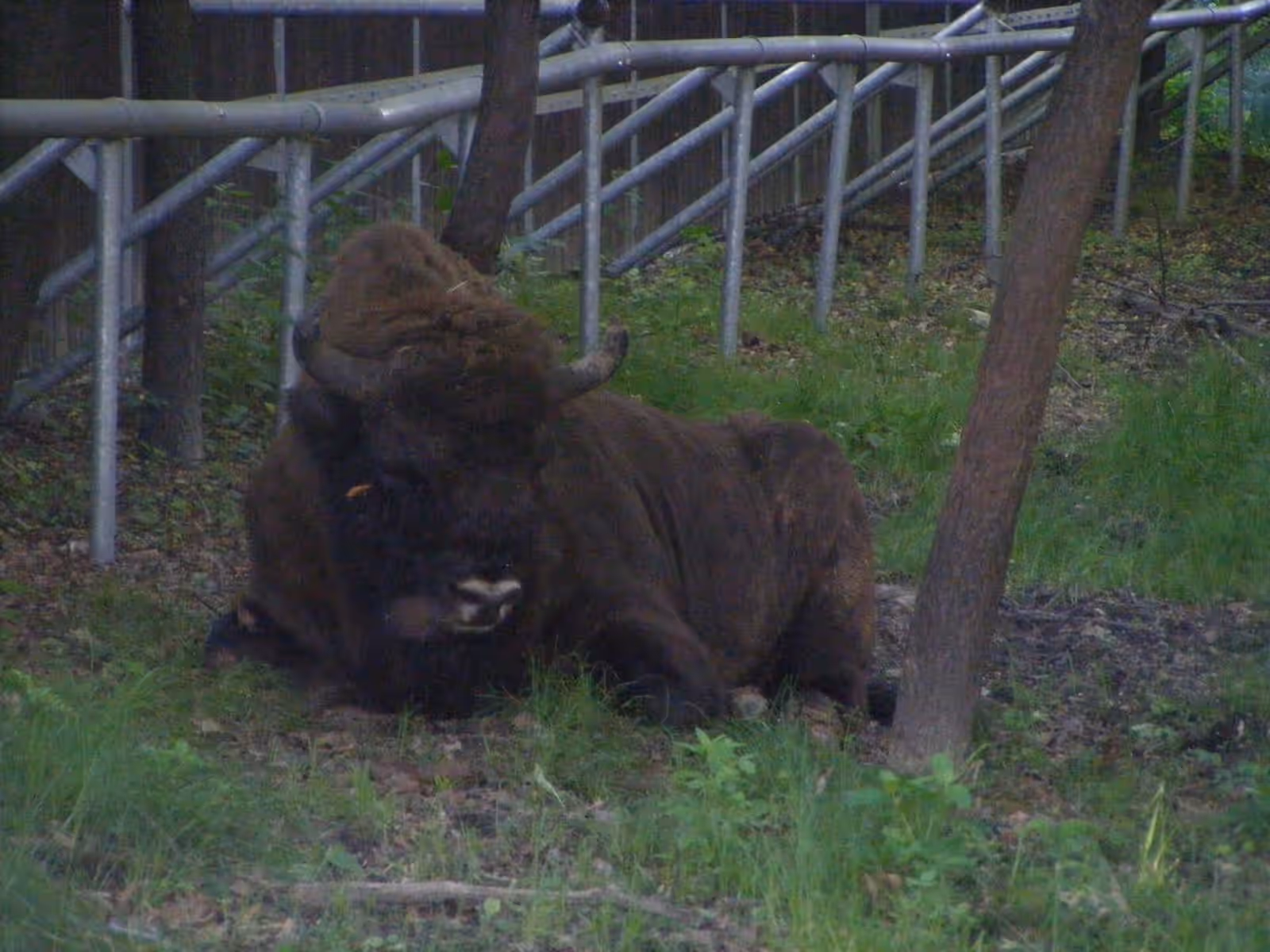Wildlife watching in Pszczyna