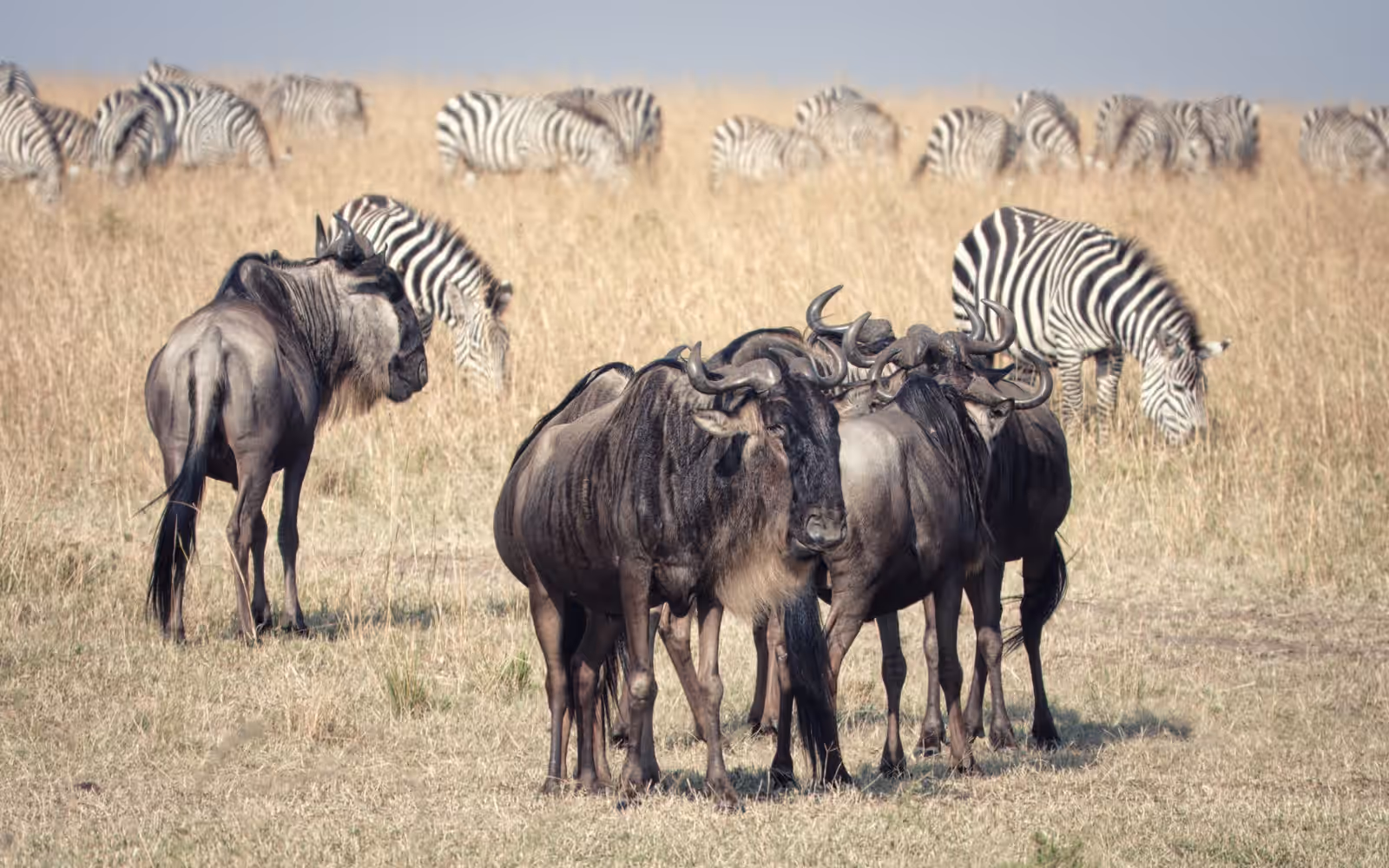 Wildlife watching in Serengeti