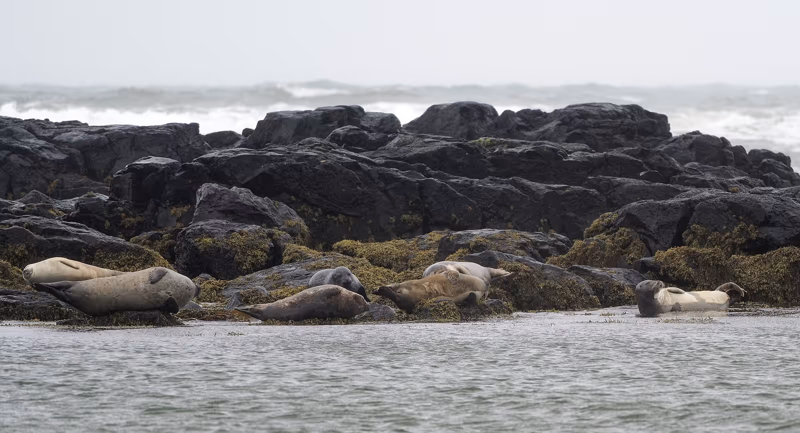 Wildlife watching in Snæfellsnes