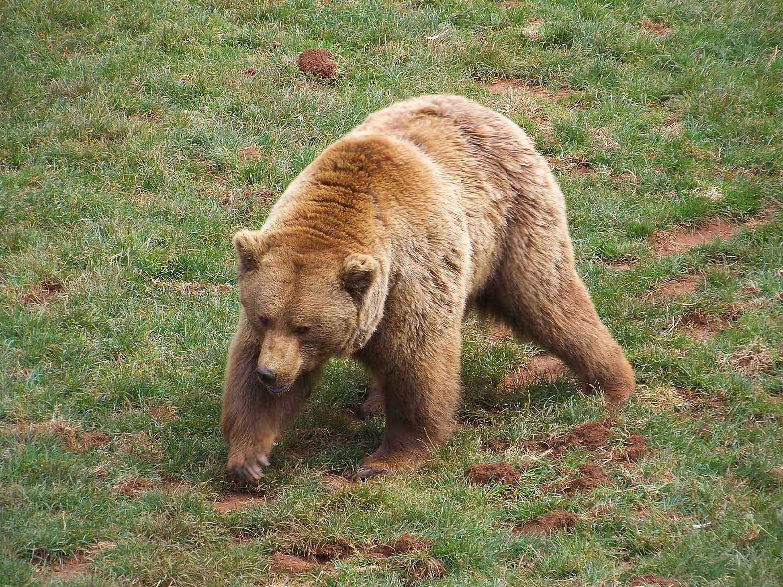 Wildlife watching in Somiedo