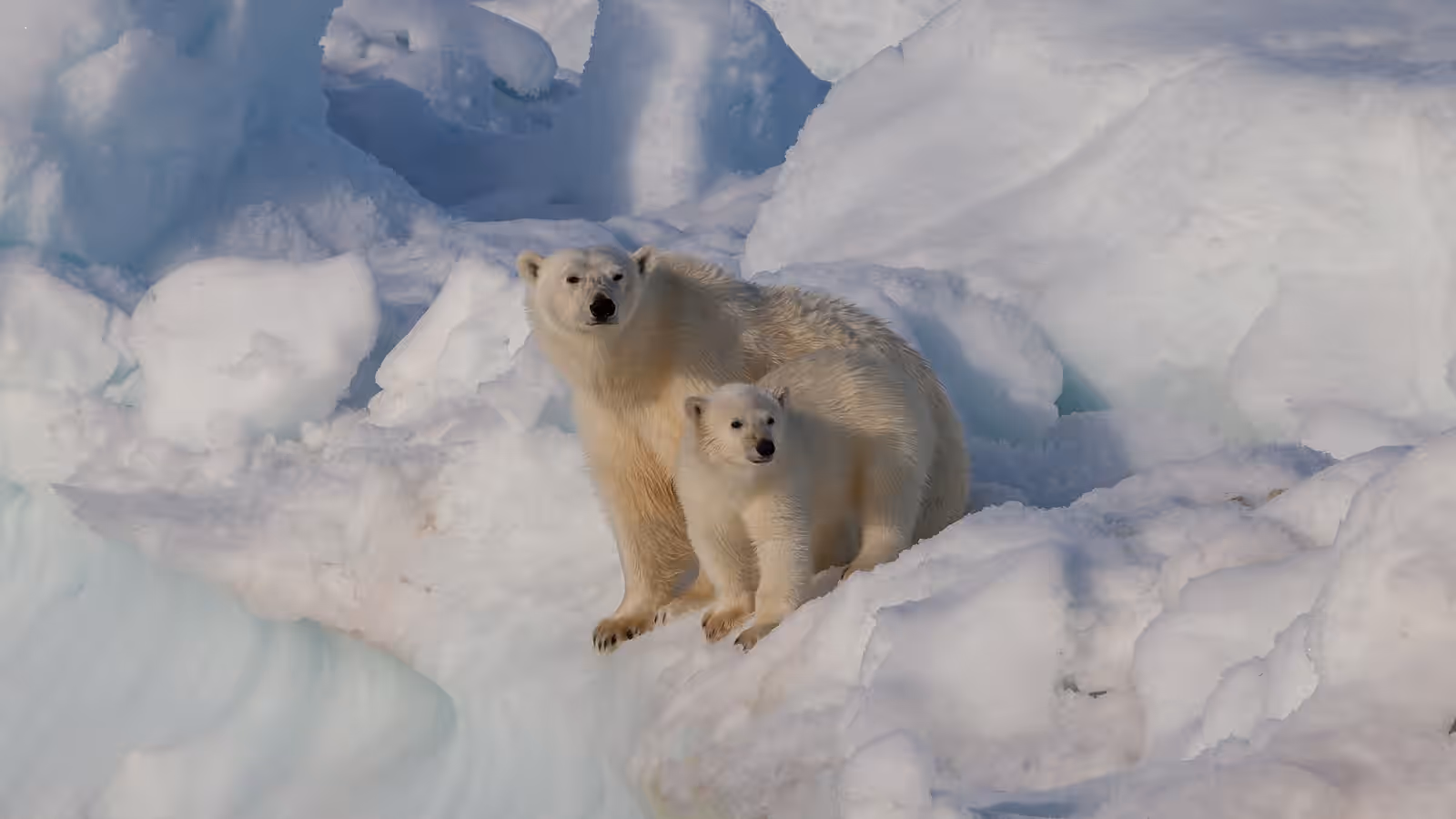 Wildlife watching in Svalbard