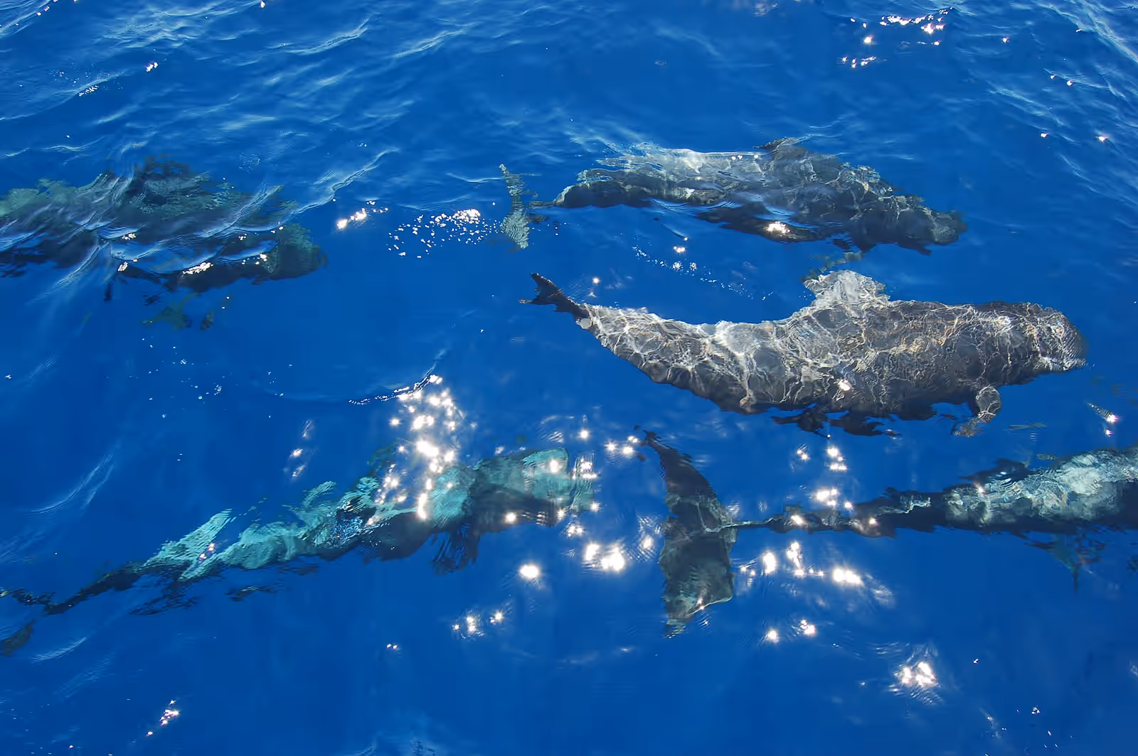 Wildlife watching in Tenerife