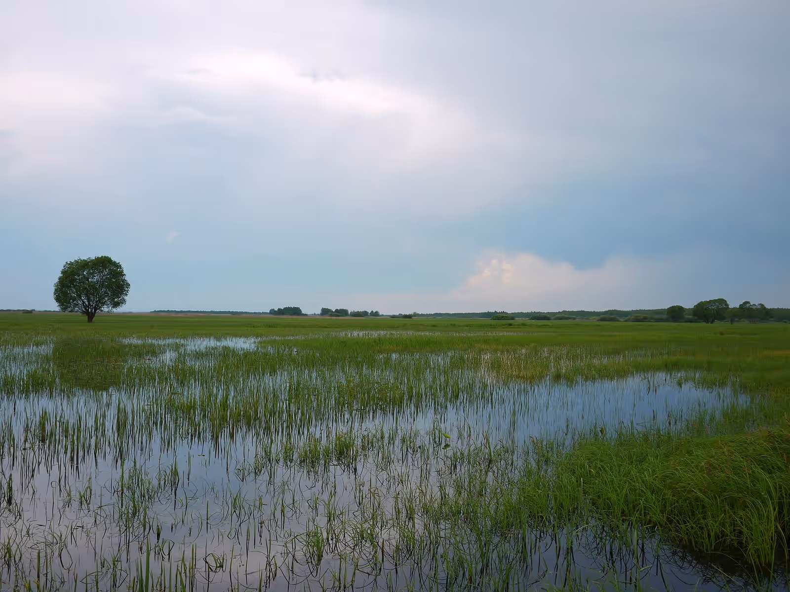 Wildlife watching in the Biebrza Marshes