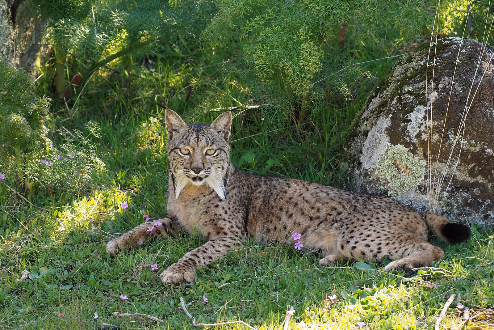 Wildlife watching in the Sierra de Andujar