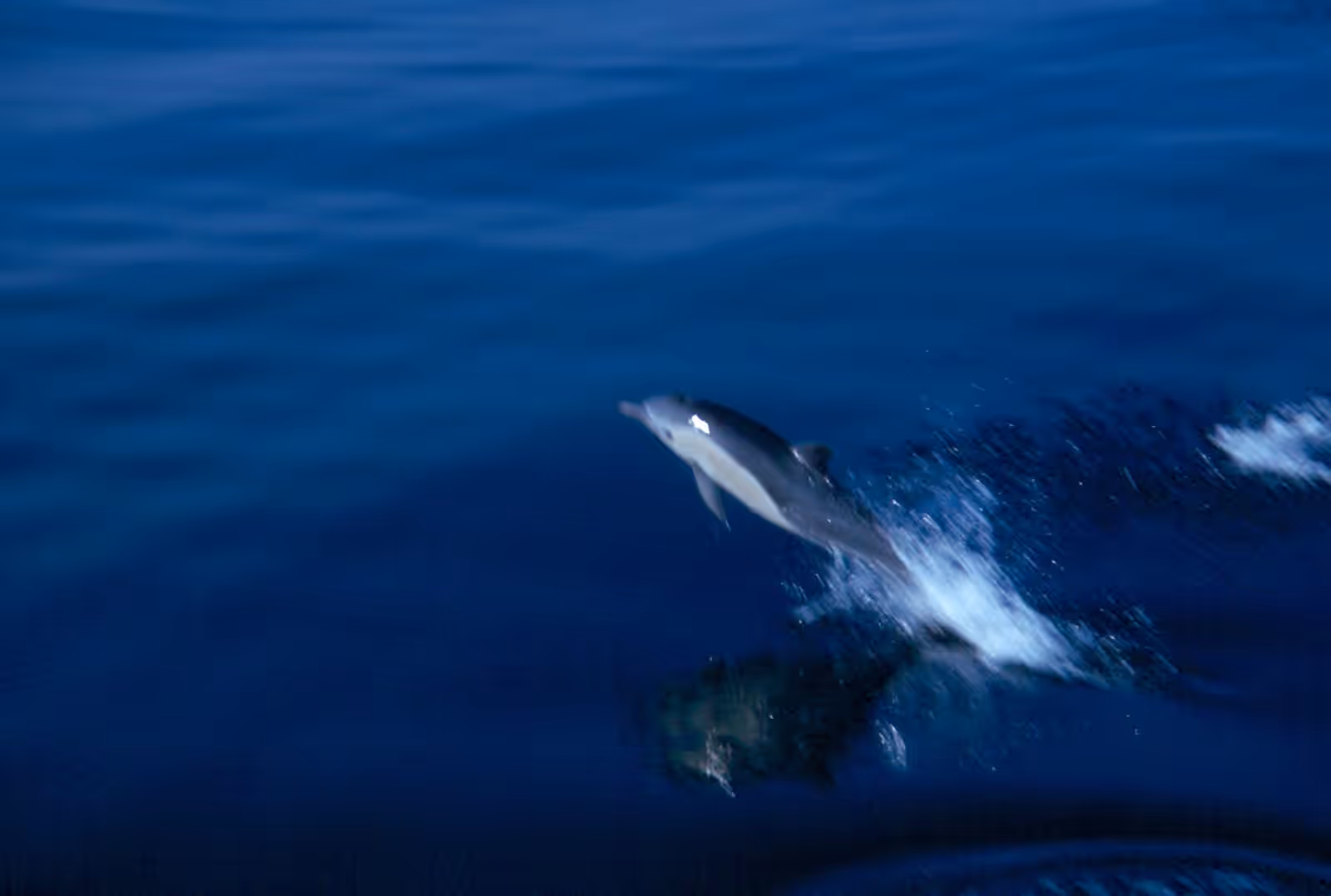 Wildlife watching in the Strait of Gibraltar