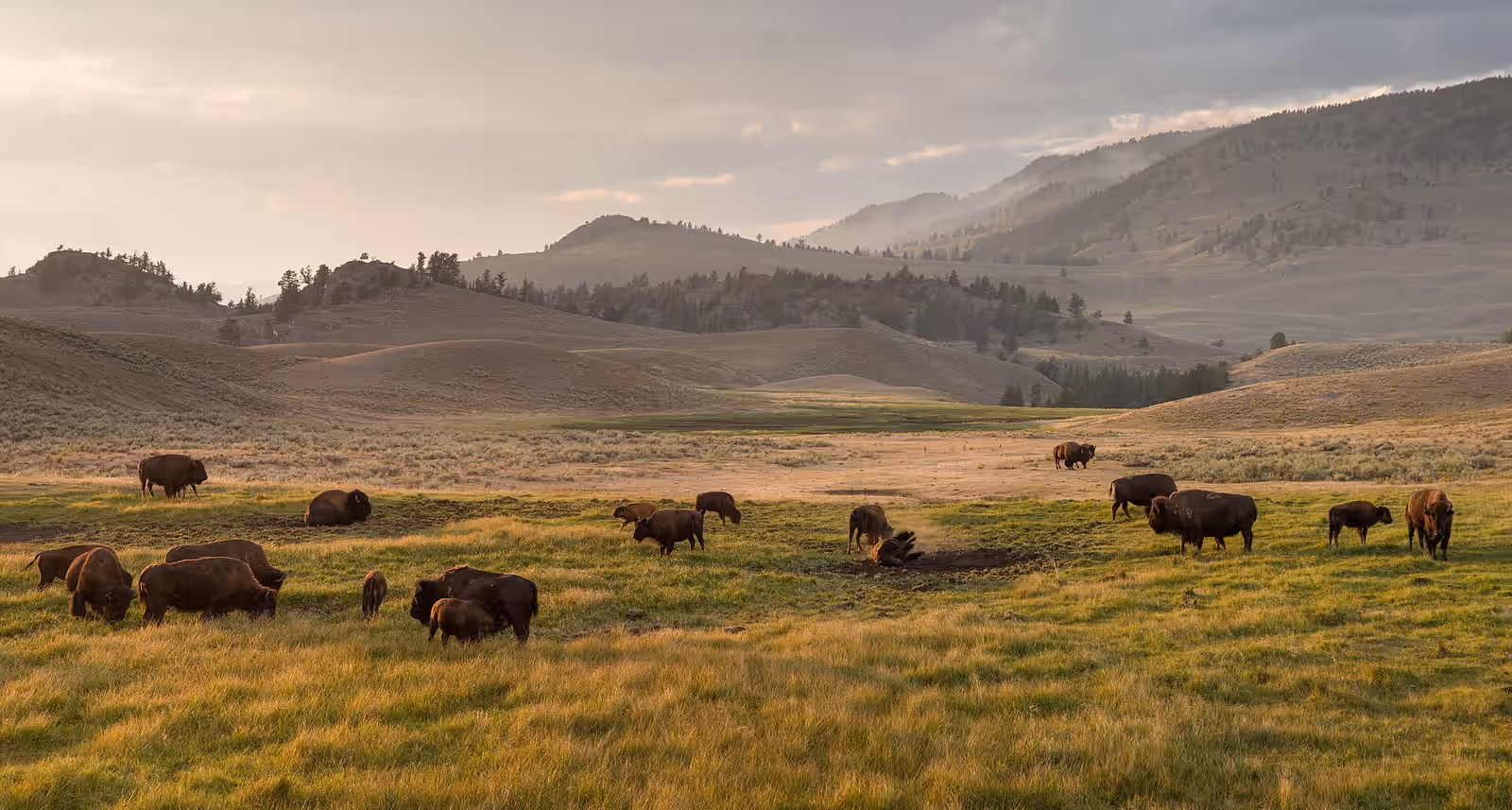 Wildlife watching in Yellowstone
